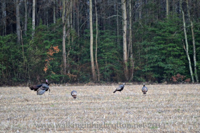 Things I Never Thought I'd Say... 3 wild turkeys 1