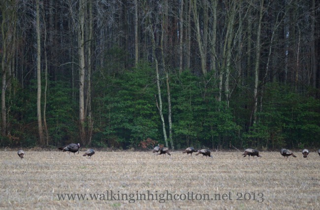 Things I Never Thought I'd Say... 1 wild turkeys 3