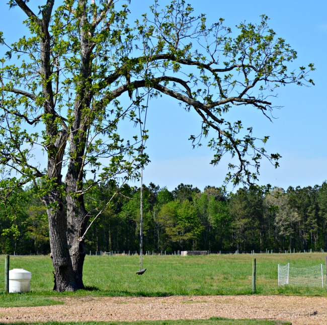 Farm Life in the Spring 13 spring on the farm 3