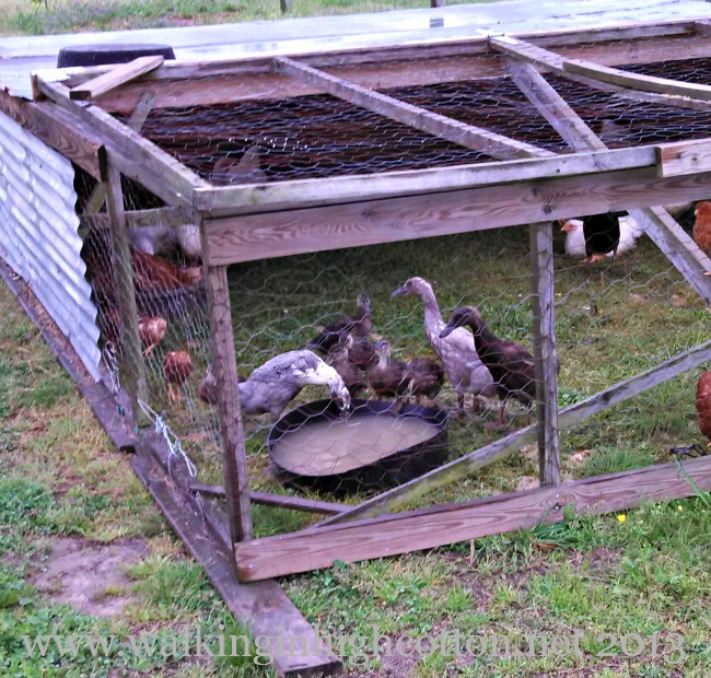 Ducks on the Loose...And Other Daily Adventures 1 The chicks and ducklings seem to get along just fine.