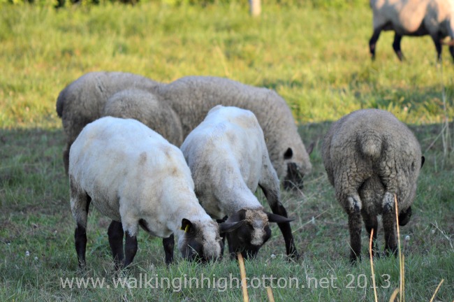 Biting Sheep...And Other Daily Farm Adventures 5 sheep 1