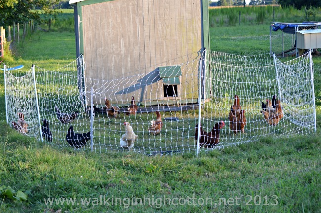 Chasing Chickens...And Other Daily Adventures 1 The rainbow flock...IN the chicken yard! {smile}