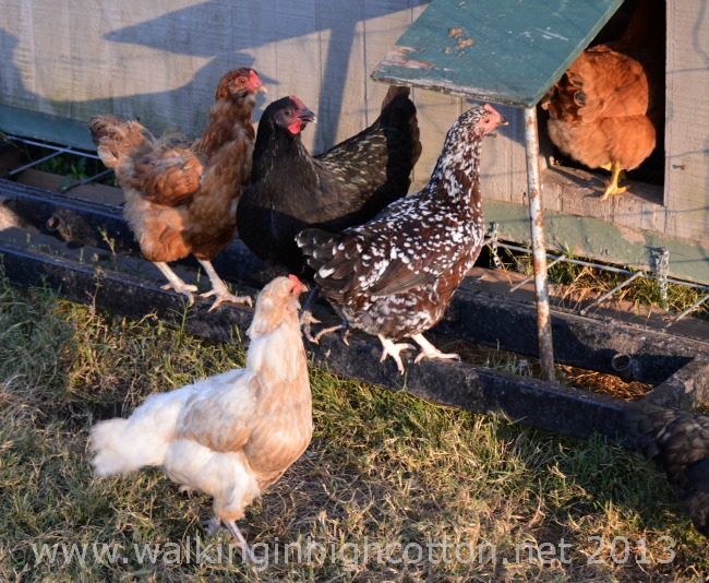 Chasing Chickens...And Other Daily Adventures 3 Say hello to Specky, Blondie, Blackie, and Brownie. Creative, I know. {smile}