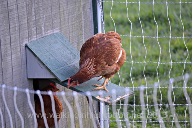 Chasing Chickens...And Other Daily Adventures 5 Looks at this enterprising young redhead--she's already half way over the fence from this position!
