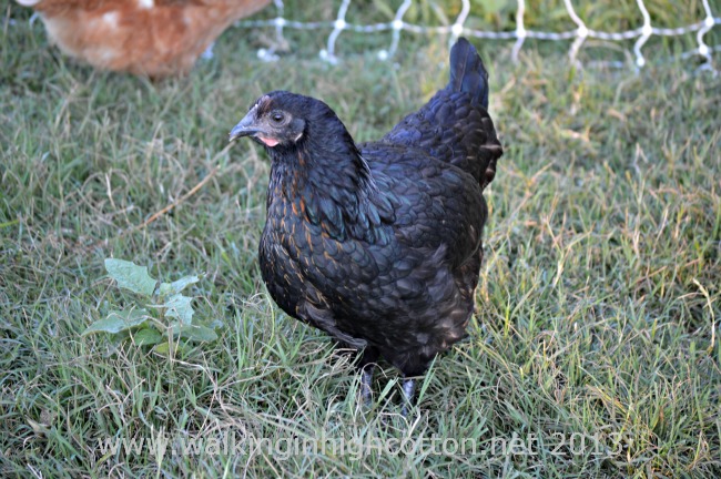 Chasing Chickens...And Other Daily Adventures 7 Look at that beautiful green and gold tinting! I love these black chickens!