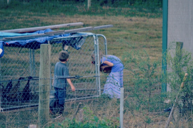 Chores in Skirts...and Other Daily Adventures 7 chasing chickens 3