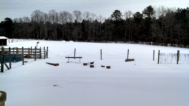 In the Snow...the Daily Farm Adventures 5 snowing 3