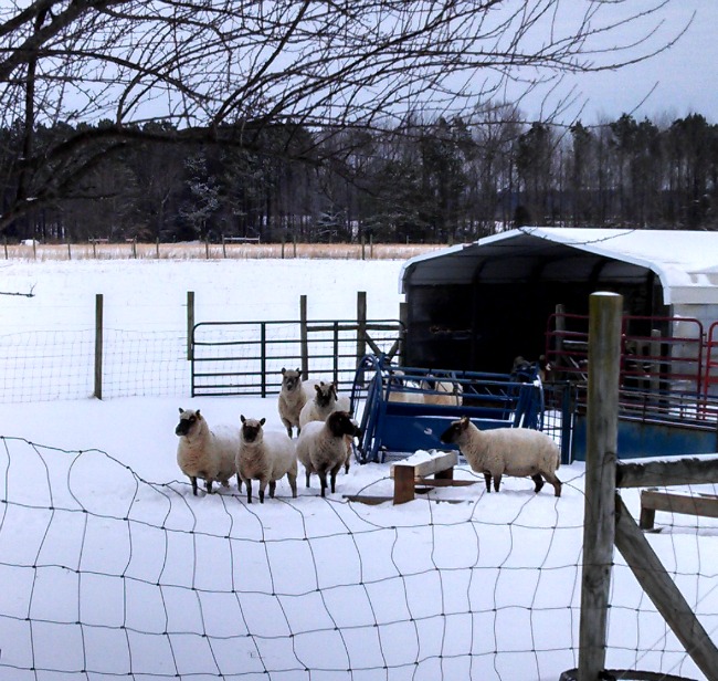 In the Snow...the Daily Farm Adventures 15 snowing 4