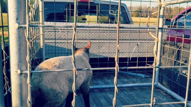 Run While the Sun Shines...the Daily Farm Adventures {44} 11 olivia