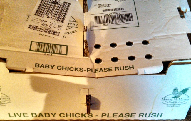 Fluffy, Peeping, Houseguests...the Daily Farm Adventures {48} 1 baby chicks 1
