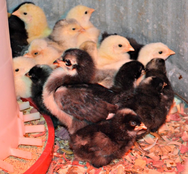 From Fluff to Feathers...the Daily Farm Adventures {49} 3 spring chicks b