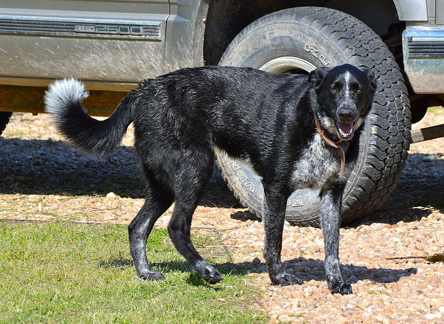 Washing Water Buckets, Trucks, and the Dog...the Daily Farm Adventures {50} 7 14048798985_15db4c57d9_z