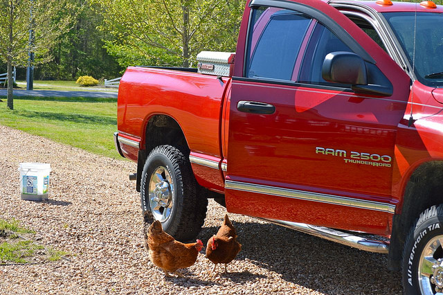 Washing Water Buckets, Trucks, and the Dog...the Daily Farm Adventures {50} 5 14048796305_401fbf40e1_z