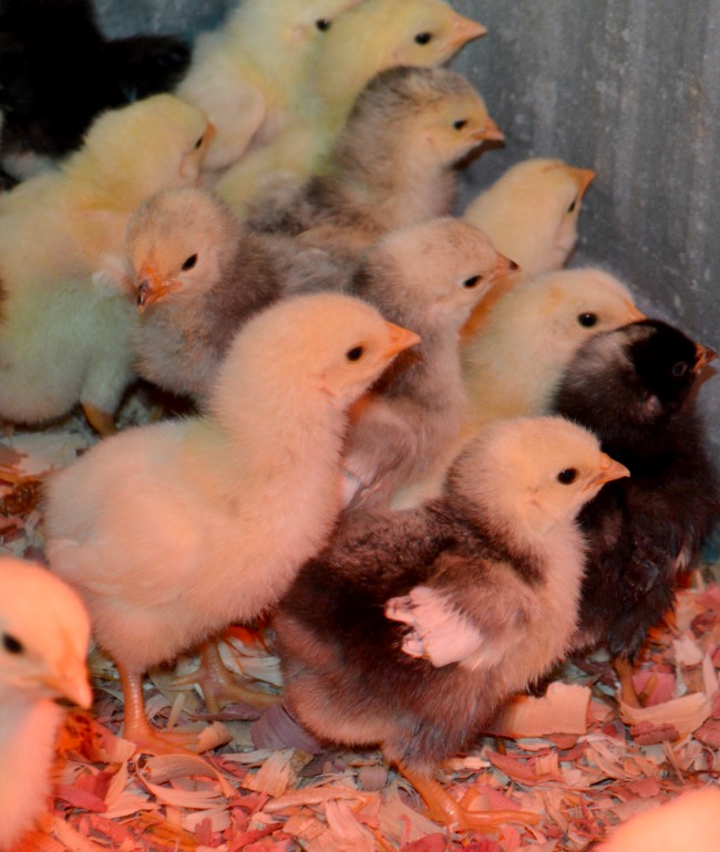 From Fluff to Feathers...the Daily Farm Adventures {49} 1 spring chicks d