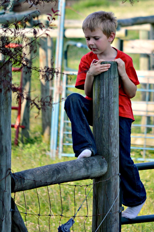 When Things Change...the Daily Farm Adventures {55} 11 boys on gate 6