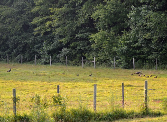 young turkeys 2