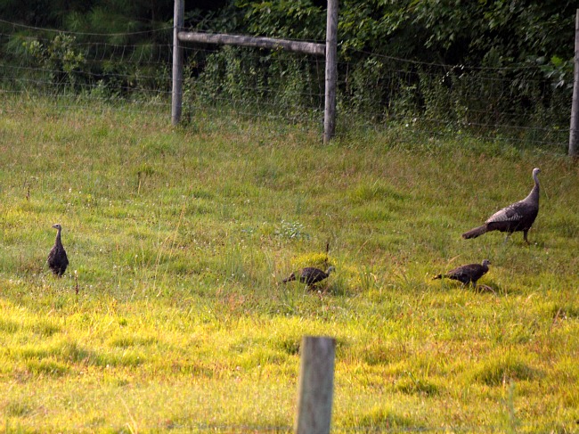 young turkeys 3