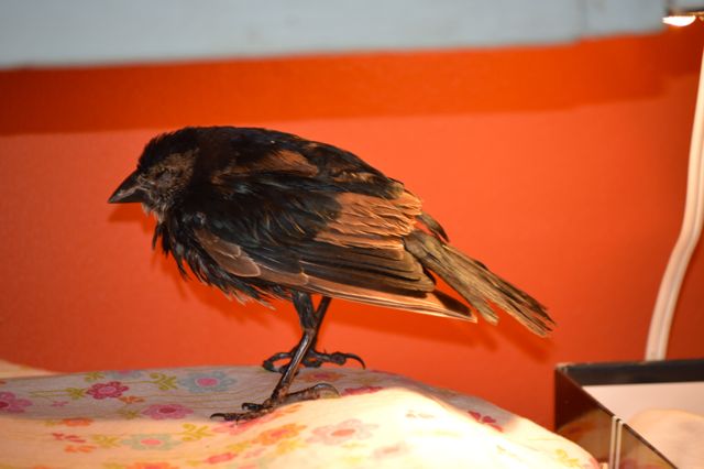 Always A Bird Thing Going On...the Daily Farm Adventures {67} 5 barn swallow 1