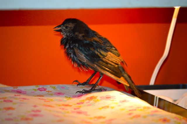 Always A Bird Thing Going On...the Daily Farm Adventures {67} 7 barn swallow 2