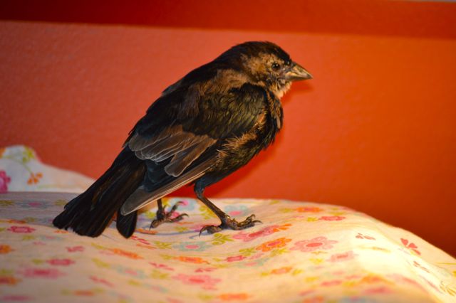 Always A Bird Thing Going On...the Daily Farm Adventures {67} 9 barn swallow 4