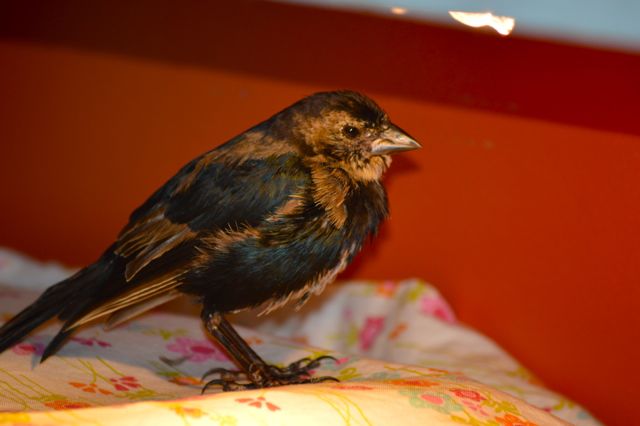 Always A Bird Thing Going On...the Daily Farm Adventures {67} 11 barn swallow