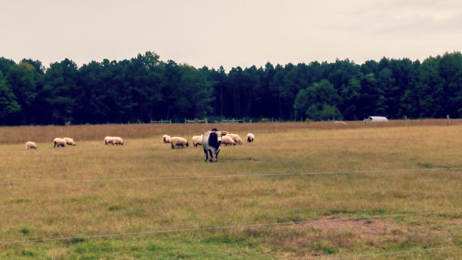 Wearing Many Hats...the Daily Farm Adventures {70} 1 chester 1