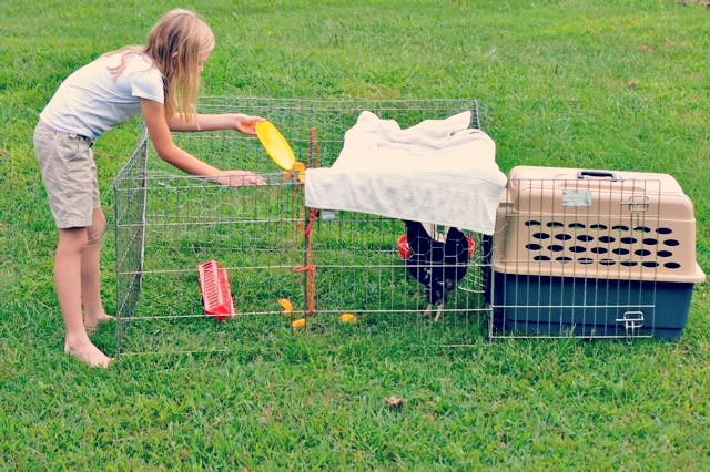 Wearing Many Hats...the Daily Farm Adventures {70} 5 the pixie 1