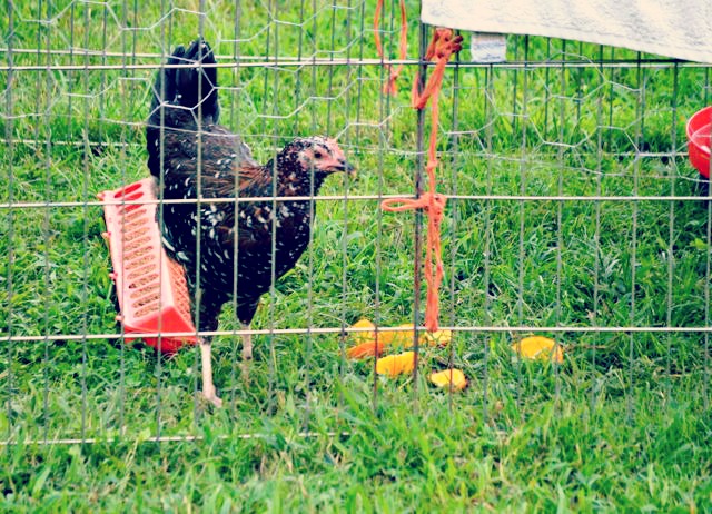 Wearing Many Hats...the Daily Farm Adventures {70} 7 pixie 2