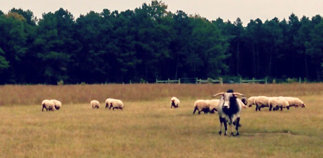 Wearing Many Hats...the Daily Farm Adventures {70} 3 chester 2