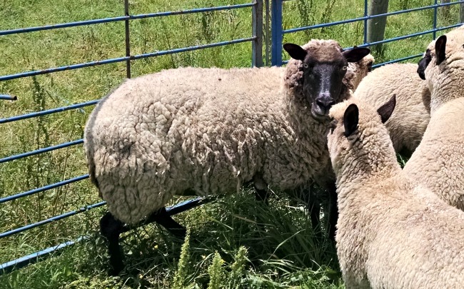 Working the Sheep...the Daily Farm Adventures {85} 7 working sheep 03