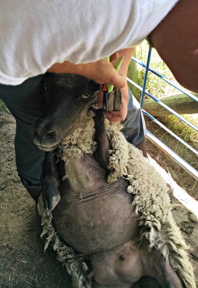 Working the Sheep...the Daily Farm Adventures {85} 11 working sheep 05