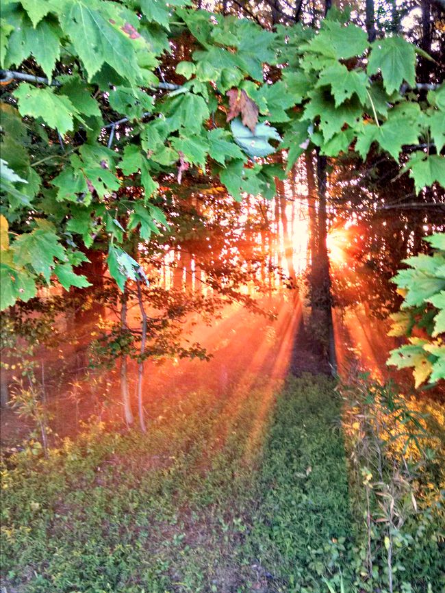 forest sunrise 05