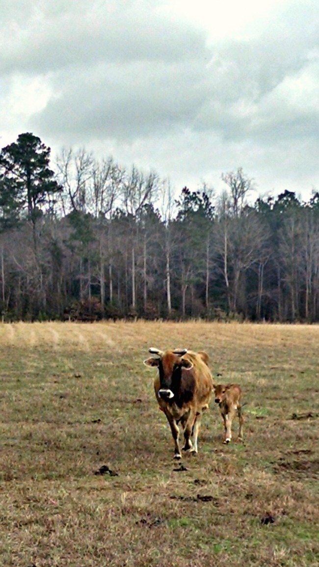 New Babies, New Jammies, New Year...the Daily Farm Adventures {96} 1 new babies 2015