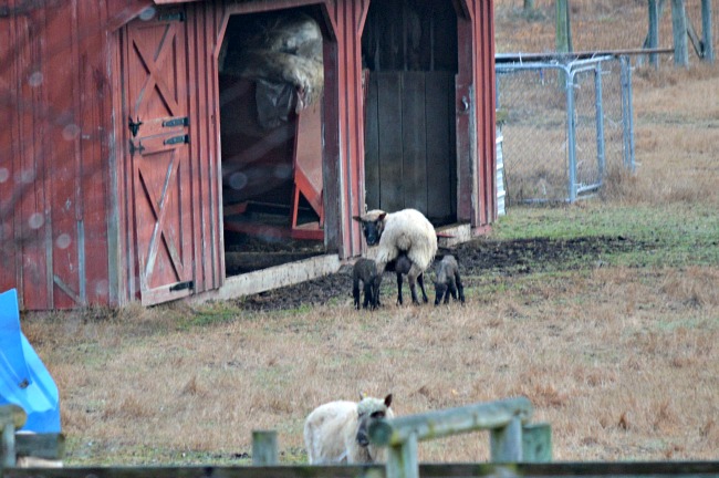 Lambs are Here! ...the Daily Farm Adventures {104} 1 lambs 2016 01