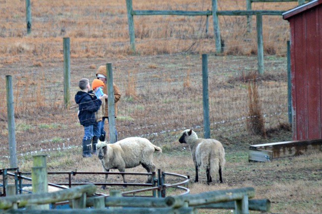 Lambs are Here! ...the Daily Farm Adventures {104} 5 new lambs 2016 02