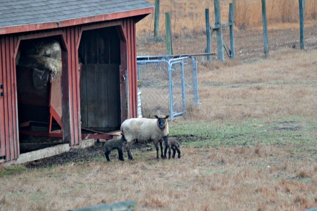 Lambs are Here! ...the Daily Farm Adventures {104} 3 new lambs 2016 03