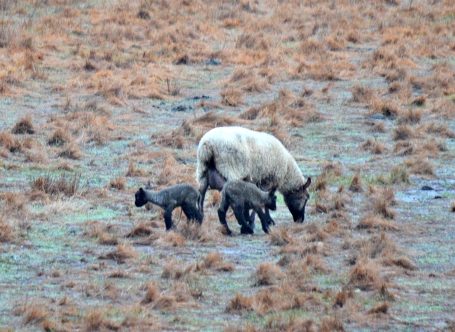 Lambs are Here! ...the Daily Farm Adventures {104} 9 new lambs 2016 05