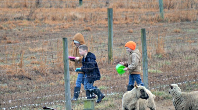 Lambs are Here! ...the Daily Farm Adventures {104} 11 new lambs 2016 06