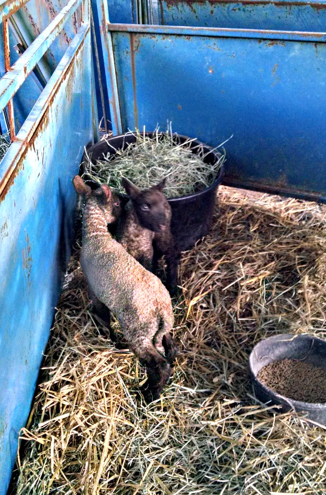 more lambs 01