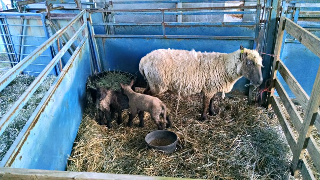 more lambs 03