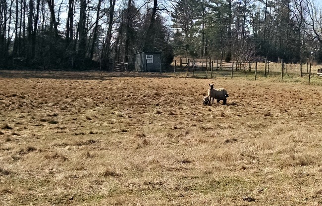 more lambs 04