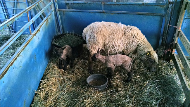 more lambs 05