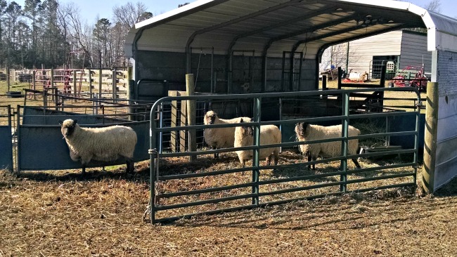 more lambs 06