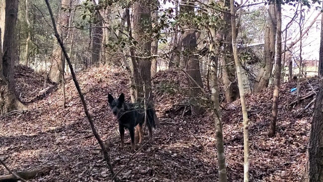 Cattle Dogs, Sink Holes, and Sunny Weather...the Daily Farm Adventures {107} 9 walking in the woods 03