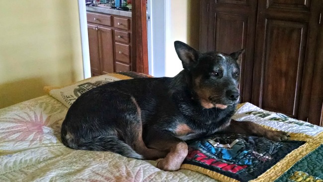 Cattle Dogs, Sink Holes, and Sunny Weather...the Daily Farm Adventures {107} 1 walking in the woods 06