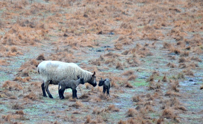 Lambs are Here! ...the Daily Farm Adventures {104} 7 new lambs 2016 04
