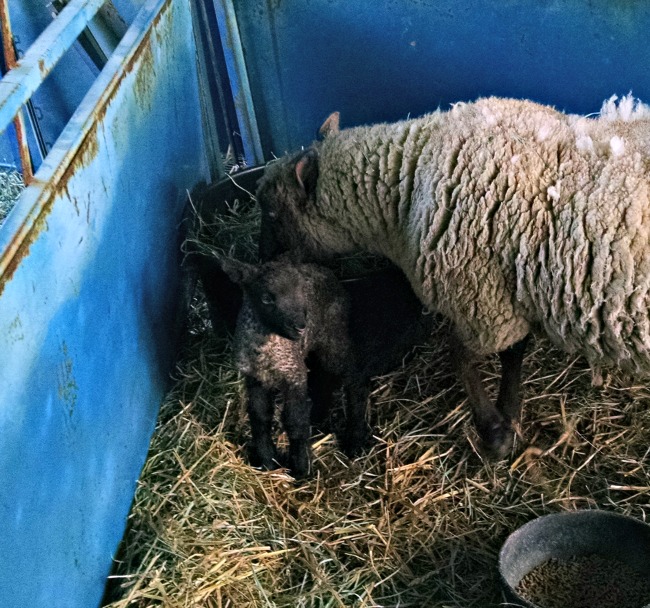 more lambs 02