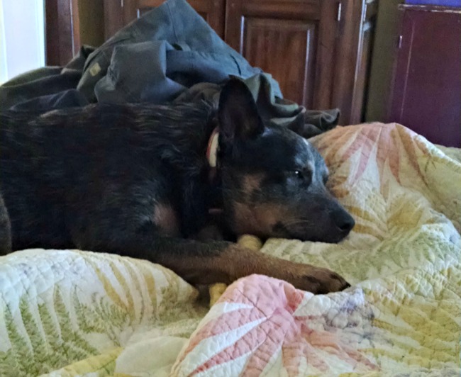 Being Sick in Spring...the Daily Farm Adventures {108} 5 spring meds 04