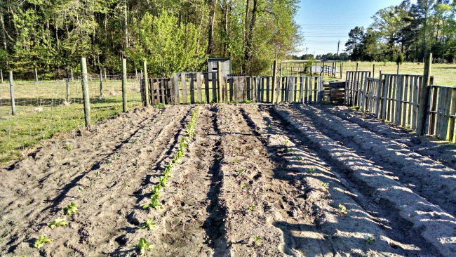 Easy Pallet Garden Fence 13 pallet fence 03