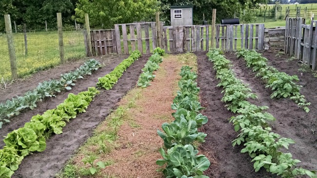Easy Pallet Garden Fence 15 garden 1 month
